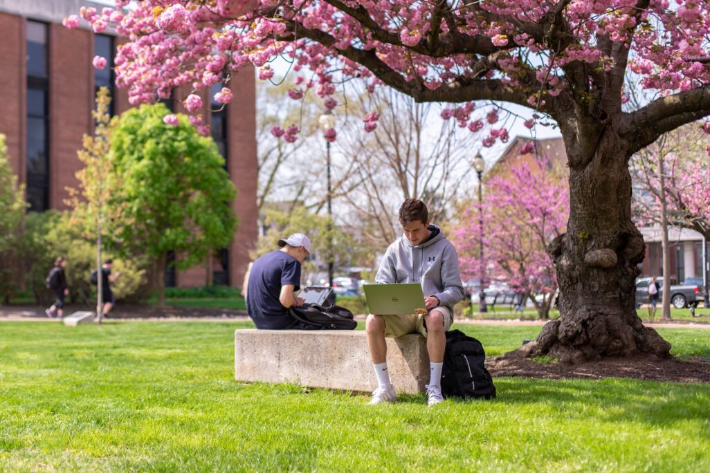 student under tree on laptop